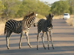 Kruger National Park 28-31 mayo 2009 788 Kruger National Park 28-31 mayo 2009 788
