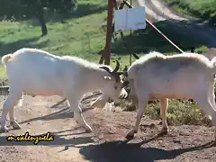 24, cabras en pelea, marca