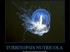 ?turritopsis_nutricola