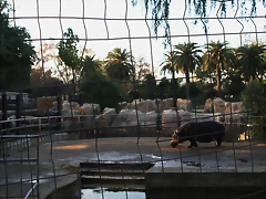 Zoo de Barcelona 24-11-10 443 Zoo de Barcelona 24-11-10 443