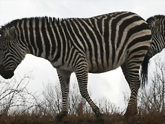 Zoo Lyon + Safari Peaugres febrer 2011 724 Zoo Lyon + Safari Peaugres febrer 2011 724