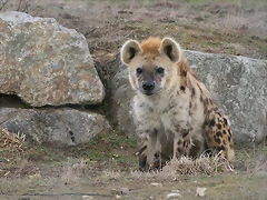 Zoo Lyon + Safari Peaugres febrer 2011 707 Zoo Lyon + Safari Peaugres febrer 2011 707