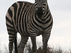 Zoo Lyon + Safari Peaugres febrer 2011 726 Zoo Lyon + Safari Peaugres febrer 2011 726