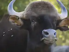 gaur