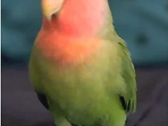 Agapornis roseicollis
