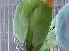 Agapornis nyasa 2