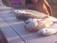 pesca en mar del plata