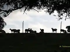 20, ovejas al tras luz, marca