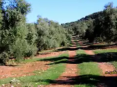 22, entre olivares, marca