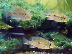 Geophagus brasiliensis Geophagus brasiliensis