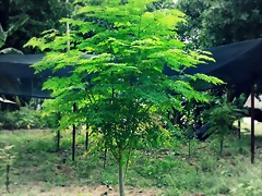 moringa-tree-big