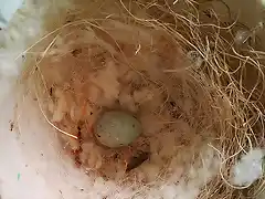 Primer huevo Canarios 22-03-2017