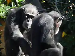 Bioparc Fuengirola 2 febrero 2013 275