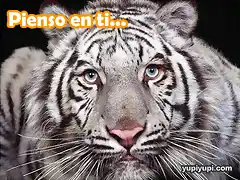 tigre-pensando