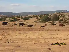 04, las vacas bahan en busca del ro, marca