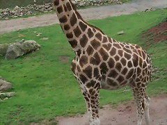 Zoos Wuppertal, Dortmund y Gelsenkirchen 01-10-09 594 Zoos Wuppertal, Dortmund y Gelsenkirchen 01-10-09 594