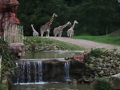 Zoos Wuppertal, Dortmund y Gelsenkirchen 01-10-09 618 Zoos Wuppertal, Dortmund y Gelsenkirchen 01-10-09 618