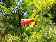 las granadas en flor2