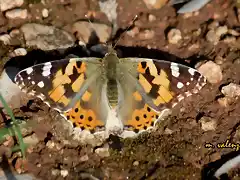 05, mariposa tomando el sol, marca2