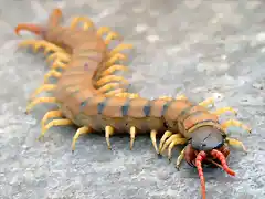 Scolopendra_cingulata