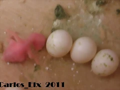 1 pollo 24-9-2011