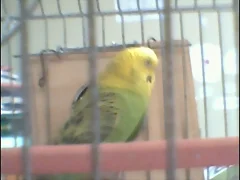 PERICO1