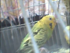 PERIQUITA1