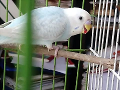 IMG-20190317-WA0007