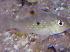 Acarichthys heckelii Acarichthys heckelii