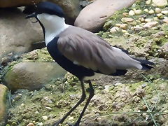 Vanellus spinosus (31-7-19 Bronx zoo) Vanellus spinosus (31-7-19 Bronx zoo)