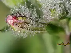 14, flor cubierta de agua, marca