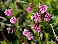 15, florecillas,  marca