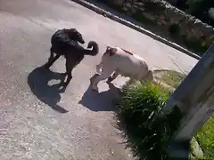 Perros sueltos en Bella Vista-frente a la casa de Guardian