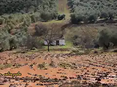 22, siembra inundada, marca