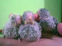 rayita, gallito y wero