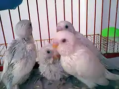 hedwig,lighty,snowy y softy