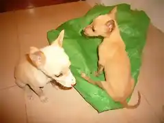 cachorros-abandonados-necesitan-hogar_1