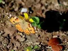 19 mariposa al sol, marca