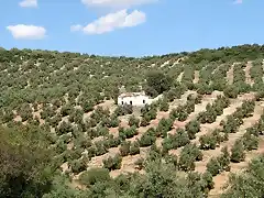 cortijo de Temisto