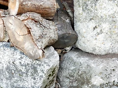 DSCN8253 DSCN8253