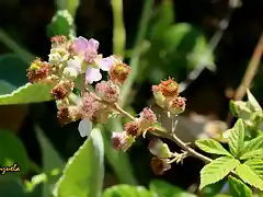 22, moras en flor,2 marca