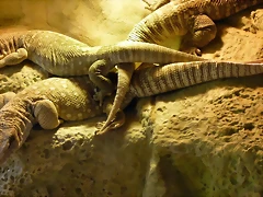 Varanus exhanthematicus (24-3-15 Loro Parque) Varanus exhanthematicus (24-3-15 Loro Parque)