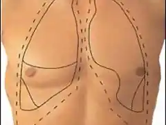 pulmones-situacion