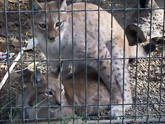 Linces apareandose Linces apareandose