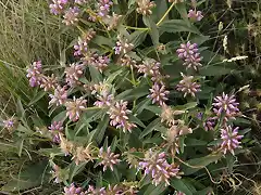 Phlomis herba-venti