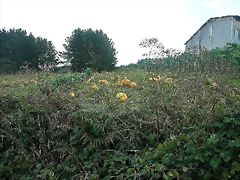 DSCN5315 DSCN5315