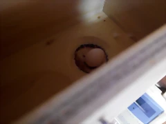 pericos1