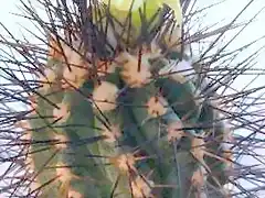 Copiapoa calderana (C. lembckei)