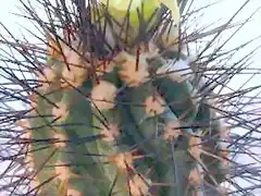 Copiapoa calderana (C. lembckei)