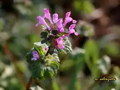 22, florecillas, marca